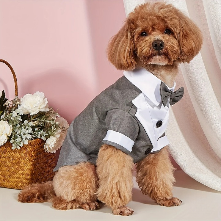 Terno de casamento para cachorro