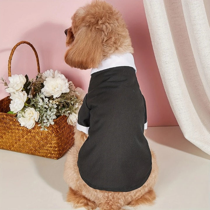 Terno de casamento para cachorro