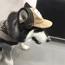 Chapéu para cachorro