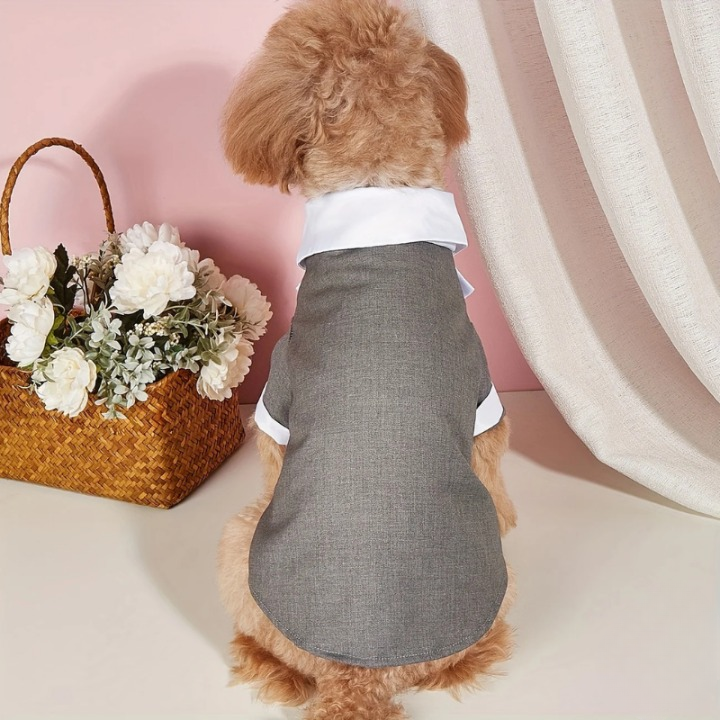 Terno de casamento para cachorro