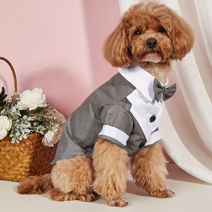 Terno de casamento para cachorro