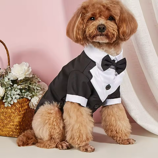 Terno de casamento para cachorro